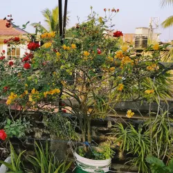 Hajo (nearby) - Nagaon