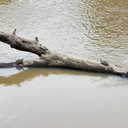 Kaziranga National Park (nearby) - Nagaon