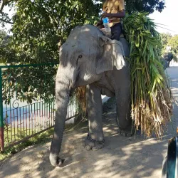 Kaziranga National Park (nearby) - Nagaon