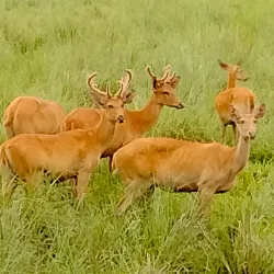Kaziranga National Park (nearby) - Nagaon