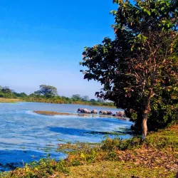 Kaziranga National Park (nearby) - Nagaon