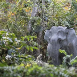 Kaziranga National Park (nearby) - Nagaon