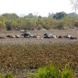 Kaziranga National Park (nearby) - Nagaon