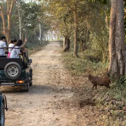 Kaziranga National Park (nearby) - Nagaon