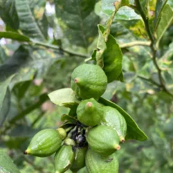 Nagercoil Botanical Garden - Nagercoil