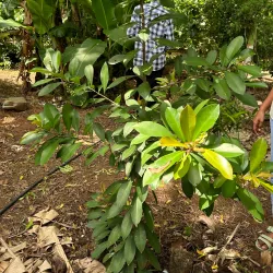 Nagercoil Botanical Garden - Nagercoil