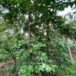 Nagercoil Botanical Garden - Nagercoil