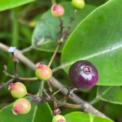 Nagercoil Botanical Garden - Nagercoil
