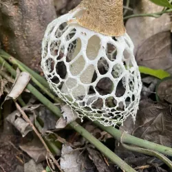 Nagercoil Botanical Garden - Nagercoil