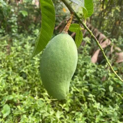 Nagercoil Botanical Garden - Nagercoil