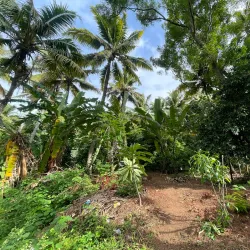Nagercoil Botanical Garden - Nagercoil