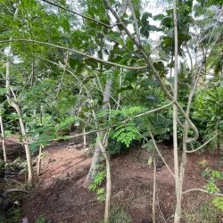 Nagercoil Botanical Garden - Nagercoil