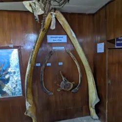 Nagercoil Government Museum - Nagercoil