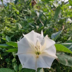 Mir Alam Tank - Nalgonda