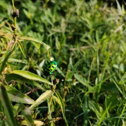 Mir Alam Tank - Nalgonda