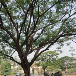 Utsav Chowk - Navi Mumbai