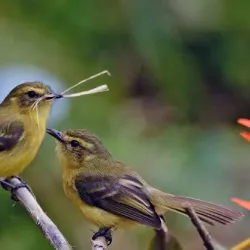 Atul Village - Navsari