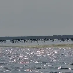 Pulicat Lake - Nellore