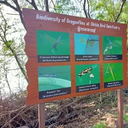 Okhla Bird Sanctuary - Noida