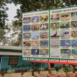 Okhla Bird Sanctuary - Noida