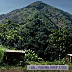 Nelliyampathy Hills - Palakkad