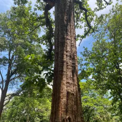 Parambikulam Wildlife Sanctuary - Palakkad