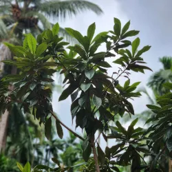 Sahakari Spice Farm - Panaji