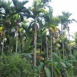 Sahakari Spice Farm - Panaji