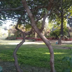 Baradari Gardens - Patiala