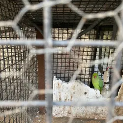 Gurdwara Sheesh Mahal Sahib - Patiala