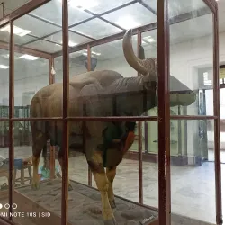 Patna Museum - Patna