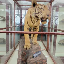 Patna Museum - Patna
