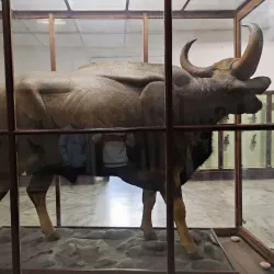 Patna Museum - Patna