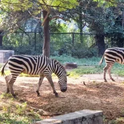 Sanjay Gandhi Biological Park (Patna Zoo) - Patna