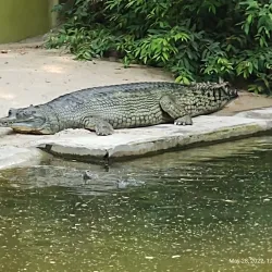 Sanjay Gandhi Biological Park (Patna Zoo) - Patna