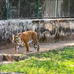 Sanjay Gandhi Biological Park (Patna Zoo) - Patna
