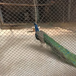 Sanjay Gandhi Biological Park (Patna Zoo) - Patna