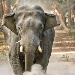 Dudhwa National Park (nearby) - Pilibhit