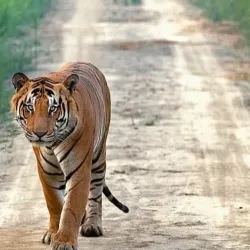 Katarniaghat Wildlife Sanctuary - Pilibhit