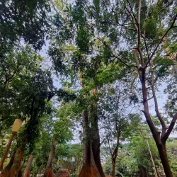 Botanical Garden - Pondicherry