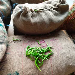 Raichur Market - Raichur