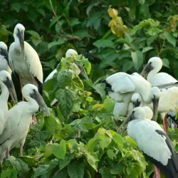 Raiganj Wildlife Sanctuary (Kali Mandir Bird Sanctuary) - Raiganj