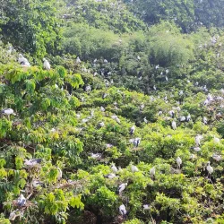 Raiganj Wildlife Sanctuary (Kali Mandir Bird Sanctuary) - Raiganj