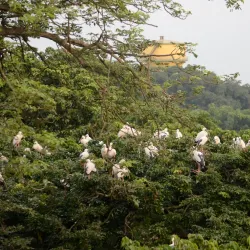 Raiganj Wildlife Sanctuary (Kali Mandir Bird Sanctuary) - Raiganj