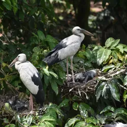 Raiganj Wildlife Sanctuary (Kali Mandir Bird Sanctuary) - Raiganj