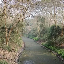 Raiganj Wildlife Sanctuary (Kali Mandir Bird Sanctuary) - Raiganj