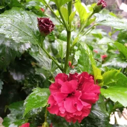 Surrounding Rural Villages - Raiganj