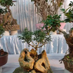 Gandhi Udyan - Raipur