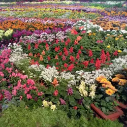 Gandhi Udyan - Raipur