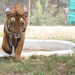 Nandan Van Zoo and Safari - Raipur